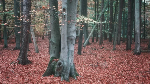 Foresta Autunno Colore Tonificante Applicato — Foto Stock