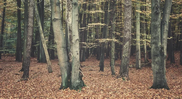 秋天的森林 应用色彩调色 — 图库照片
