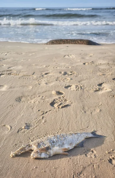 Мертвая Безголовая Рыба Пляже Избирательный Фокус — стоковое фото
