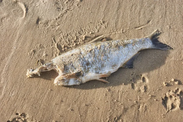 Крупный План Мертвой Безголовой Рыбы Пляже Избирательный Фокус — стоковое фото