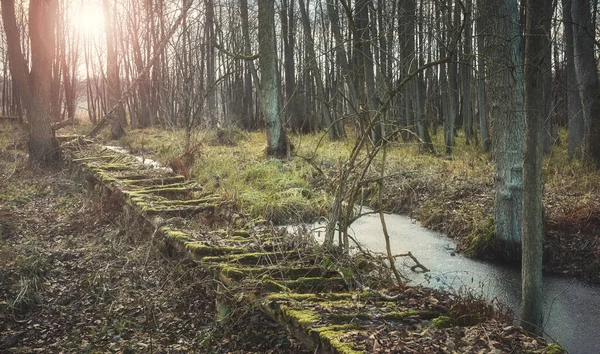沼の森の中の壊れた木製の橋 — ストック写真
