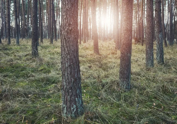 Цветная Тонированная Картина Леса Безснежную Зиму — стоковое фото