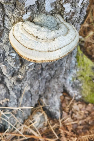 Close Picture Polypore Growing Birch Trunk Selective Focus — Stock Photo, Image