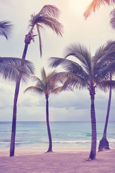 Coconut Palm Trees Caribbean Beach Sunset Color Toning Applied Yucatan — Stock fotografie