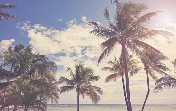 Coconut Palm Trees Caribbean Beach Color Toning Applied — Stock fotografie
