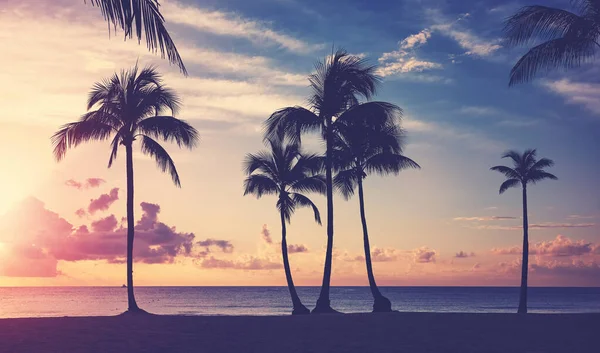 Tropical Beach Coconut Palm Tree Silhouettes Sunset Color Toning Applied — Stock Photo, Image