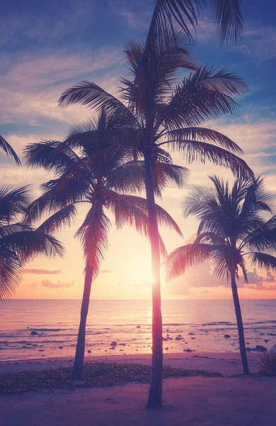 Τροπική Παραλία Φοίνικες Καρύδας Στο Ηλιοβασίλεμα Έγχρωμη Τονισμένη Εικόνα — Φωτογραφία Αρχείου