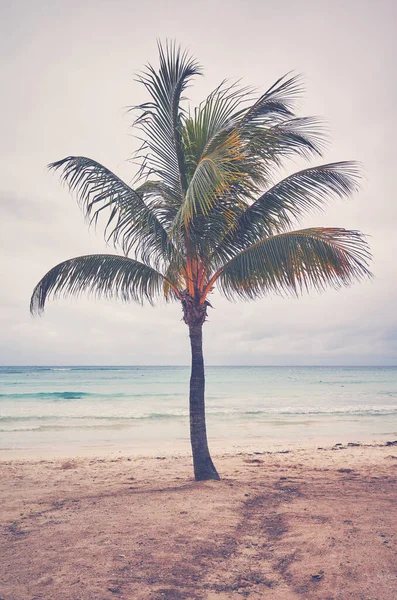 Tropik Bir Plajda Hindistan Cevizi Palmiyesi Renk Tonlama — Stok fotoğraf