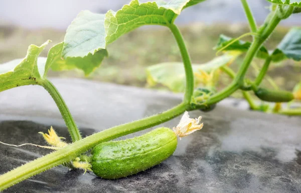Close Picture Organic Cucumber Greenhouse Cultivation Selective Focus — Stock Photo, Image