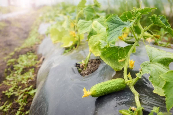 Organic Cucumber Greenhouse Cultivation Selective Focus — Stock Photo, Image