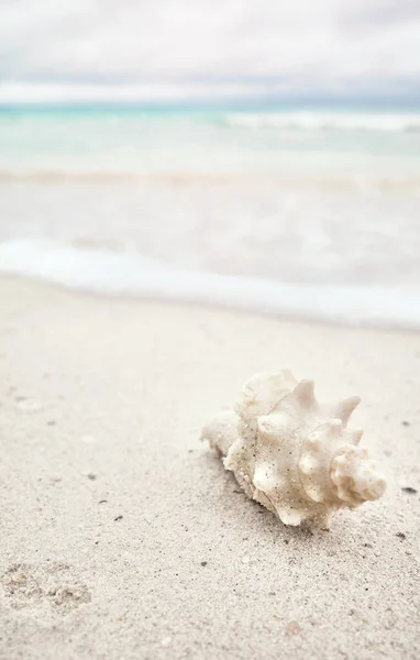 热带海滩上的贝壳 有选择的焦点 暑假的概念 — 图库照片
