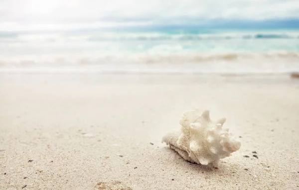 Shell Una Playa Tropical Enfoque Selectivo Concepto Vacaciones Verano — Foto de Stock
