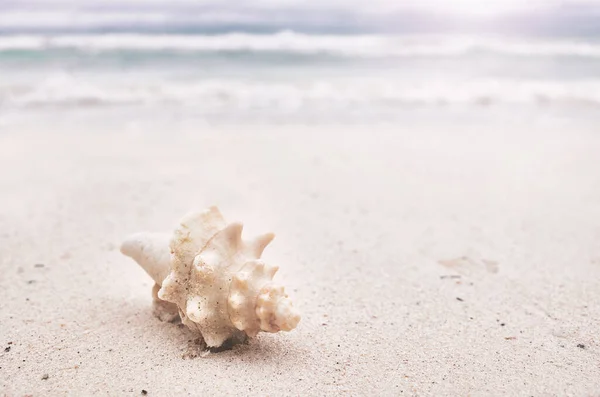 Shell Μια Τροπική Παραλία Επιλεκτική Εστίαση Χρώμα Τόνωση Εφαρμόζεται — Φωτογραφία Αρχείου