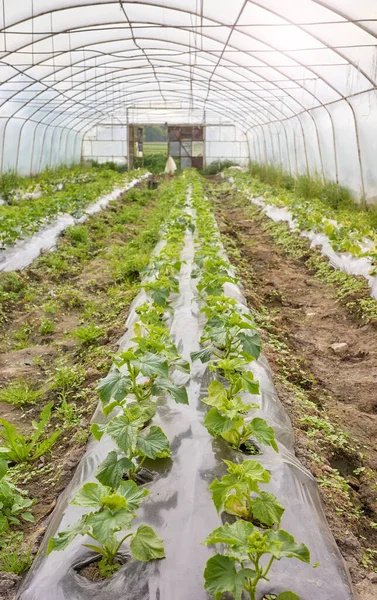 stock image Interior of a greenhouse with organic vegetable seedlings, selective focus.