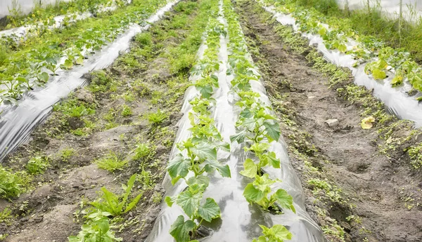 有機野菜の苗を持つ温室 選択的な焦点 — ストック写真