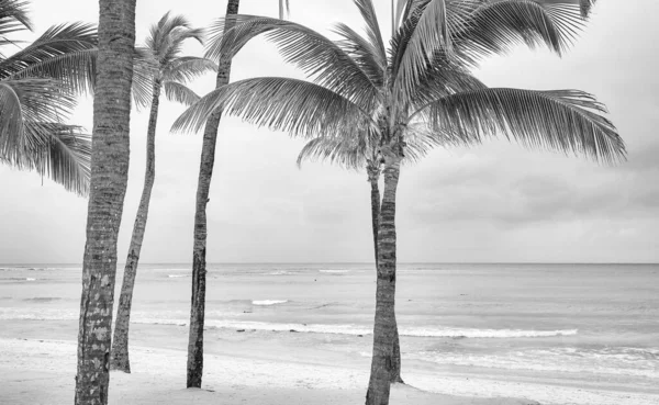 Ασπρόμαυρη Φωτογραφία Τροπικής Παραλίας Φοίνικες Καρύδας — Φωτογραφία Αρχείου