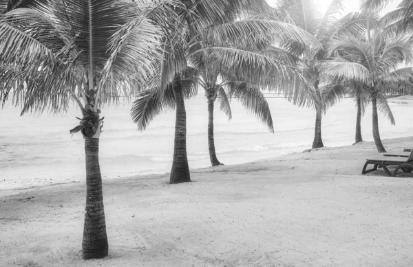 Foto Blanco Negro Una Playa Tropical Con Cocoteros — Foto de Stock