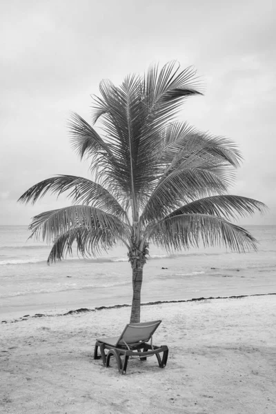 Ασπρόμαυρη Φωτογραφία Τροπικής Παραλίας Φοίνικα Καρύδας Και Καρέκλα — Φωτογραφία Αρχείου