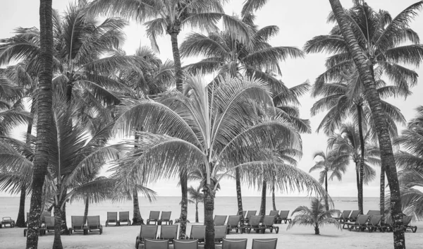 Ασπρόμαυρη Φωτογραφία Τροπικής Παραλίας Φοίνικες Καρύδας — Φωτογραφία Αρχείου