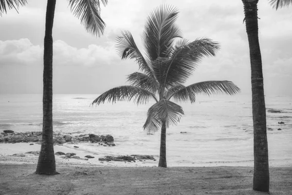 Ασπρόμαυρη Φωτογραφία Τροπικής Παραλίας — Φωτογραφία Αρχείου