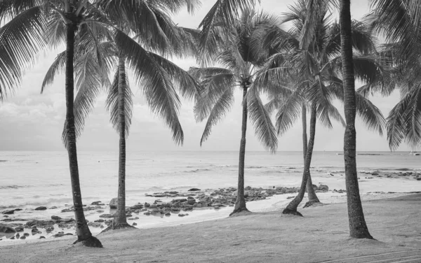 Ασπρόμαυρη Φωτογραφία Τροπικής Παραλίας Έννοια Καλοκαιρινών Διακοπών Μεξικό — Φωτογραφία Αρχείου