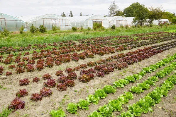 Salátové Pole Ekologické Farmě Selektivní Zaměření — Stock fotografie