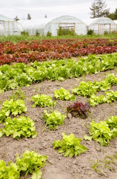 Lettuce Field Organic Farm Selective Focus — Stock Photo, Image