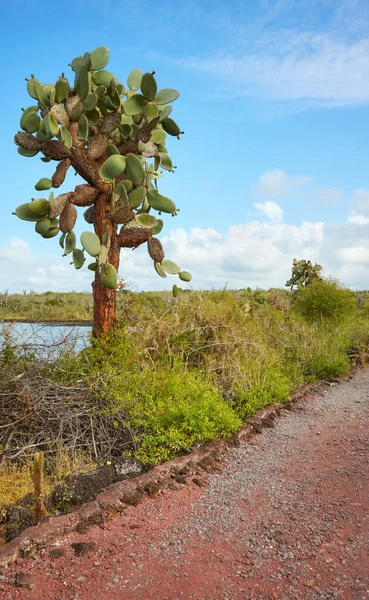 Giant Prickly Pear Cactus Opuntia Galapageia Στο Νησί Santa Cruz — Φωτογραφία Αρχείου