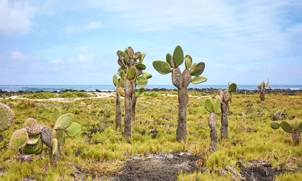 Αρχέγονο Τοπίο Του Νησιού Γκαλαπάγκος Γιγάντια Οπαντιά Opuntia Galapageia Στο — Φωτογραφία Αρχείου