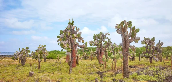 Αρχέγονο Τοπίο Του Νησιού Γκαλαπάγκος Γιγάντια Οπαντιά Opuntia Galapageia Στο — Φωτογραφία Αρχείου