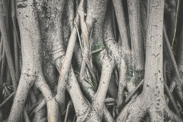 Крупный План Фото Корней Деревьев Выборочная Фокусировка Цветовой Тонированный Фон — стоковое фото