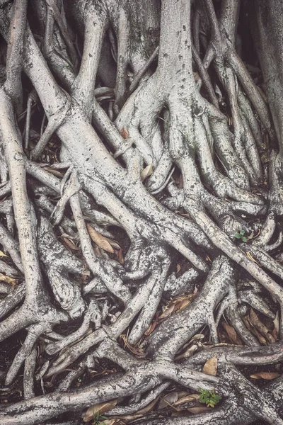Close Photo Tree Roots Selective Focus Color Toned Nature Background — Stock Photo, Image