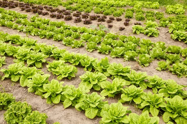 有機農場でのレタスの流れ 選択的な焦点 — ストック写真