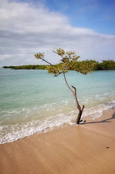 Leerer Deutscher Strand Playa Los Alemanes Mit Mangroven Hintergrund Auf — Stockfoto