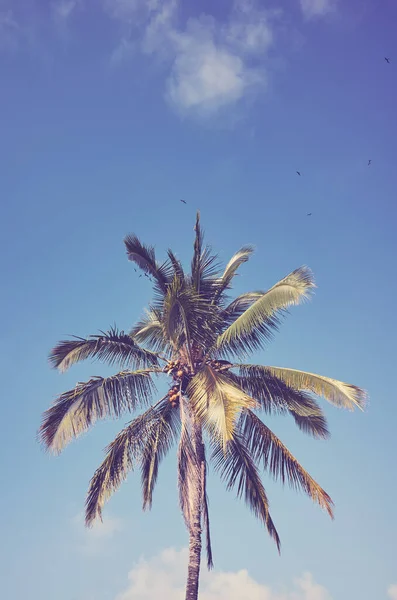Gökyüzüne Karşı Palmiye Ağacı Geriye Dönük Renk Tonu Uygulanır — Stok fotoğraf