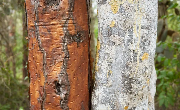 Nahaufnahme Von Opuntia Galapageia Und Baumstämmen Selektiver Fokus Insel Santa — Stockfoto