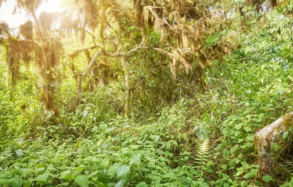 Πυκνή Βλάστηση Ζούγκλα Νησιά Γκαλαπάγκος Εκουαδόρ — Φωτογραφία Αρχείου