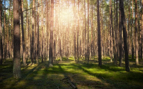 Φωτογραφία Από Ένα Δάσος Τον Ήλιο Δύει Μέσα Από Δέντρα Royalty Free Εικόνες Αρχείου