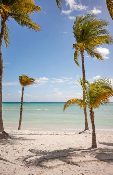 Όμορφη Τροπική Παραλία Φοίνικες Καρύδας Μια Ηλιόλουστη Μέρα Μεξικό Εικόνα Αρχείου