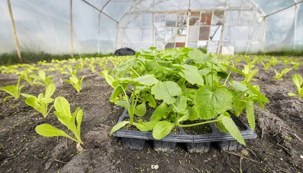 Close Photo Vegetables Organic Greenhouse Plantation Selective Focus Royalty Free Stock Images
