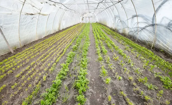 有機温室プランテーションの野菜 ストック写真