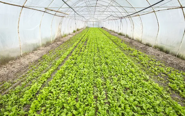 Grönsaker Ekologisk Växthusplantering Stockfoto