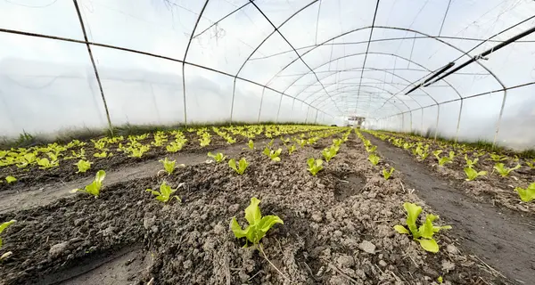 Wide Angle View Organic Vegetable Greenhouse Plantation Selective Focus Stock Picture