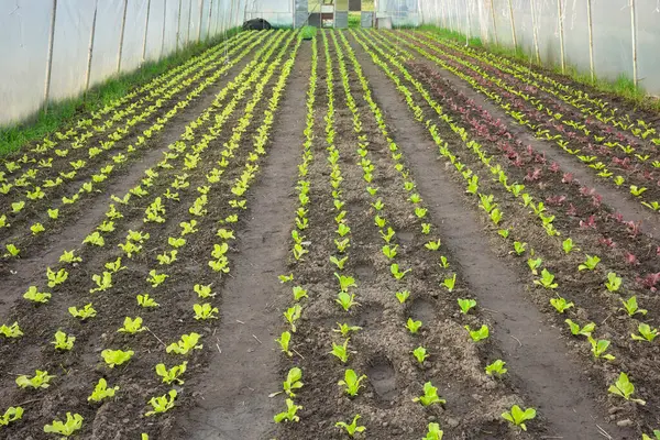 Vegetables Organic Greenhouse Plantation Stock Image