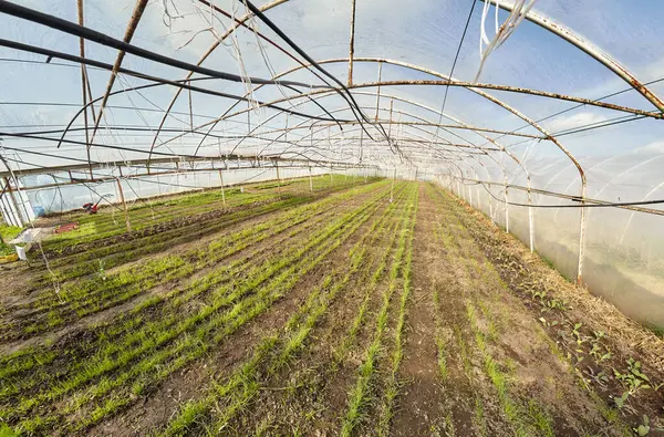 Wide Angle View Organic Vegetable Greenhouse Plantation Royalty Free Stock Images