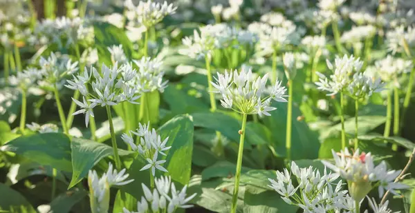 Ajo Silvestre Flor Allium Ursinum Reserva Natural Gradowe Zbocze Una Fotos de stock libres de derechos