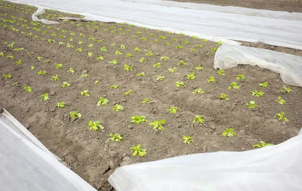 有机蔬菜园与非织造农用纺织品复盖植物 注重前景 图库图片