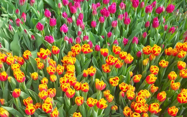 Sfondo Colorato Naturale Fatto Tulipani Messa Fuoco Selettiva Fotografia Stock