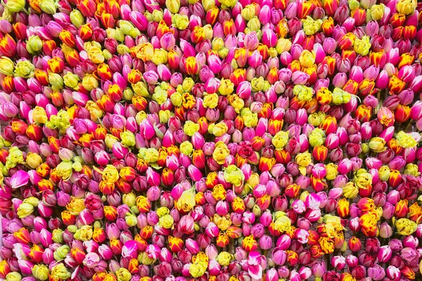 Sfondo Colorato Naturale Fatto Tulipani Fotografia Stock
