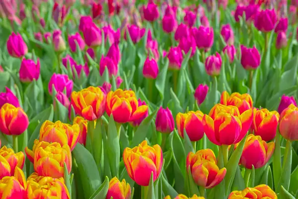 Поле Тюльпанов Естественный Красочный Фон Селективная Фокусировка Стоковое Изображение